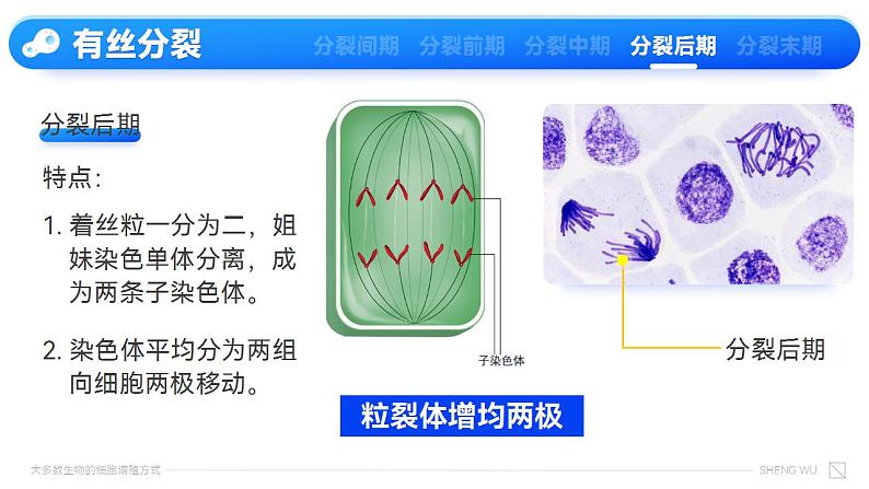 【核心素养】人教版高中生物必修一6.1.2 有丝分裂 课件08