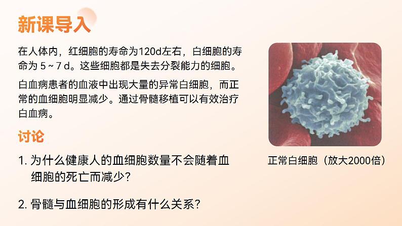 人教版高中化学必修一6.2 细胞的分化 课件第4页