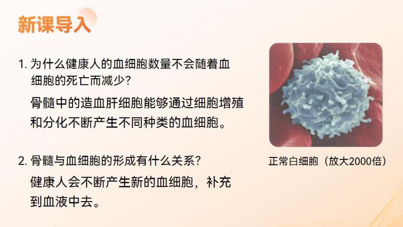 【核心素养】人教版高中生物必修一6.2 细胞的分化 课件05