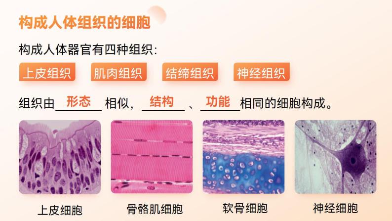 【核心素养】人教版高中生物必修一6.2 细胞的分化 课件08