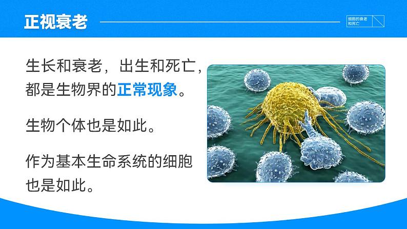 【核心素养】人教版高中生物必修一6.3 细胞的衰老和死亡 课件08