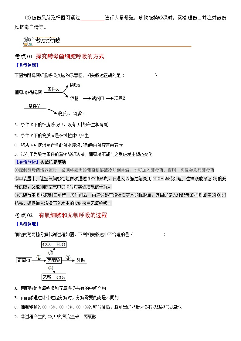 【同步讲义】高中生物（人教版2019）必修第一册--5.3《细胞呼吸的原理和应用》讲义03