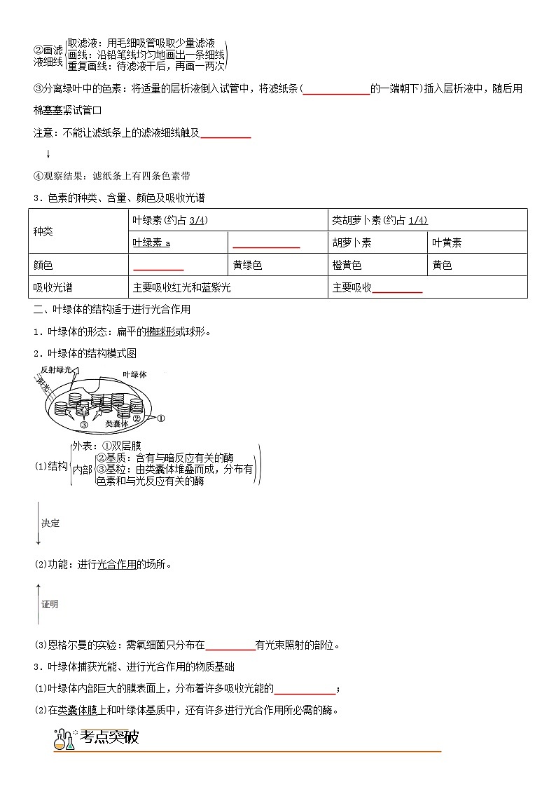 【同步讲义】高中生物（人教版2019）必修第一册--5.4.1《捕获光能的色素和结构》讲义（学生版）第2页