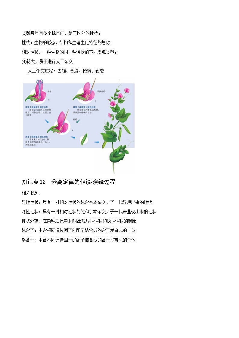 【同步讲义】高中生物（人教版2019）必修第二册--1.1《孟德尔的豌豆杂交实验（一）》讲义（学生版）第2页
