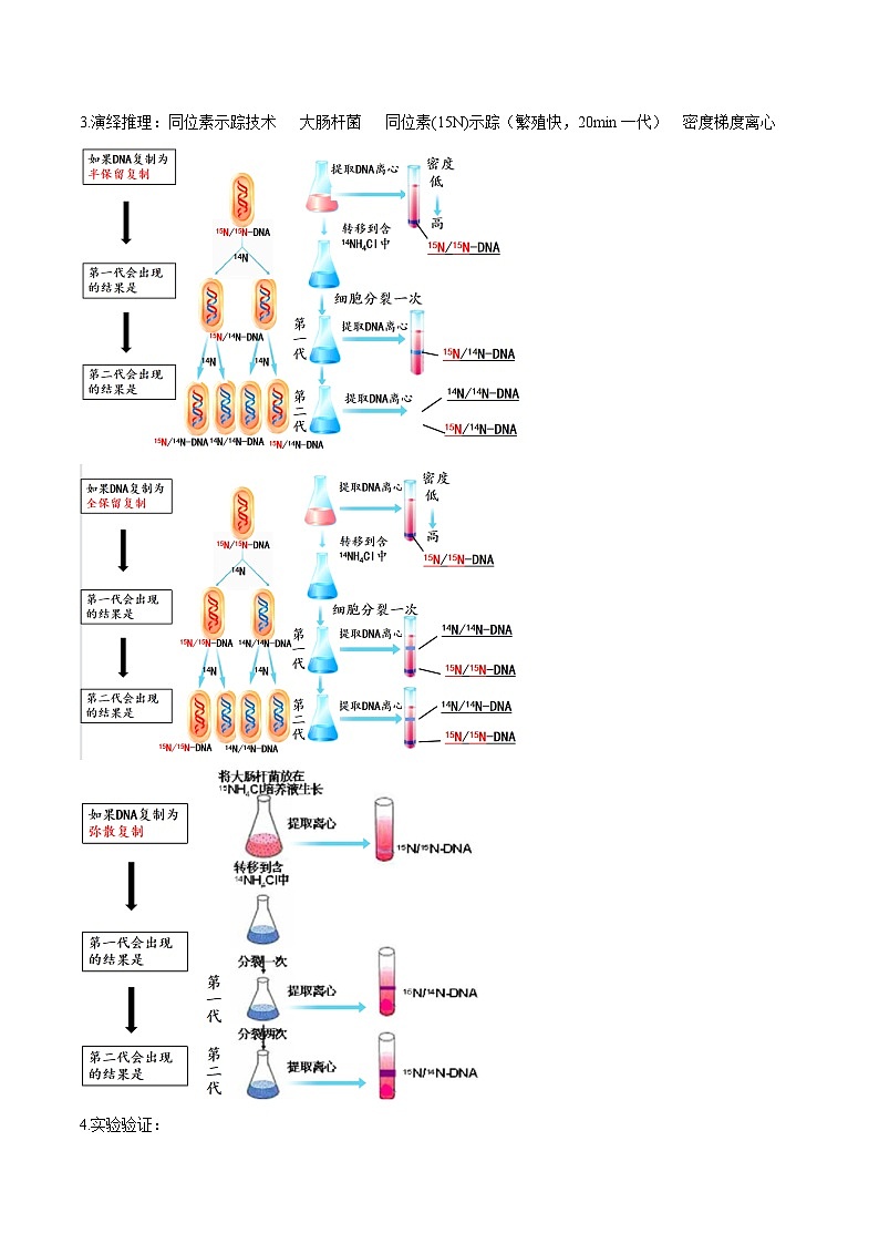 【同步讲义】高中生物（人教版2019）必修第二册--3.3《DNA的复制》讲义02