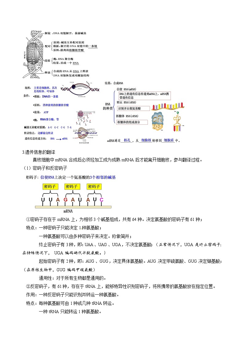 【同步讲义】高中生物（人教版2019）必修第二册--4.1《基因指导蛋白质的合成》讲义02