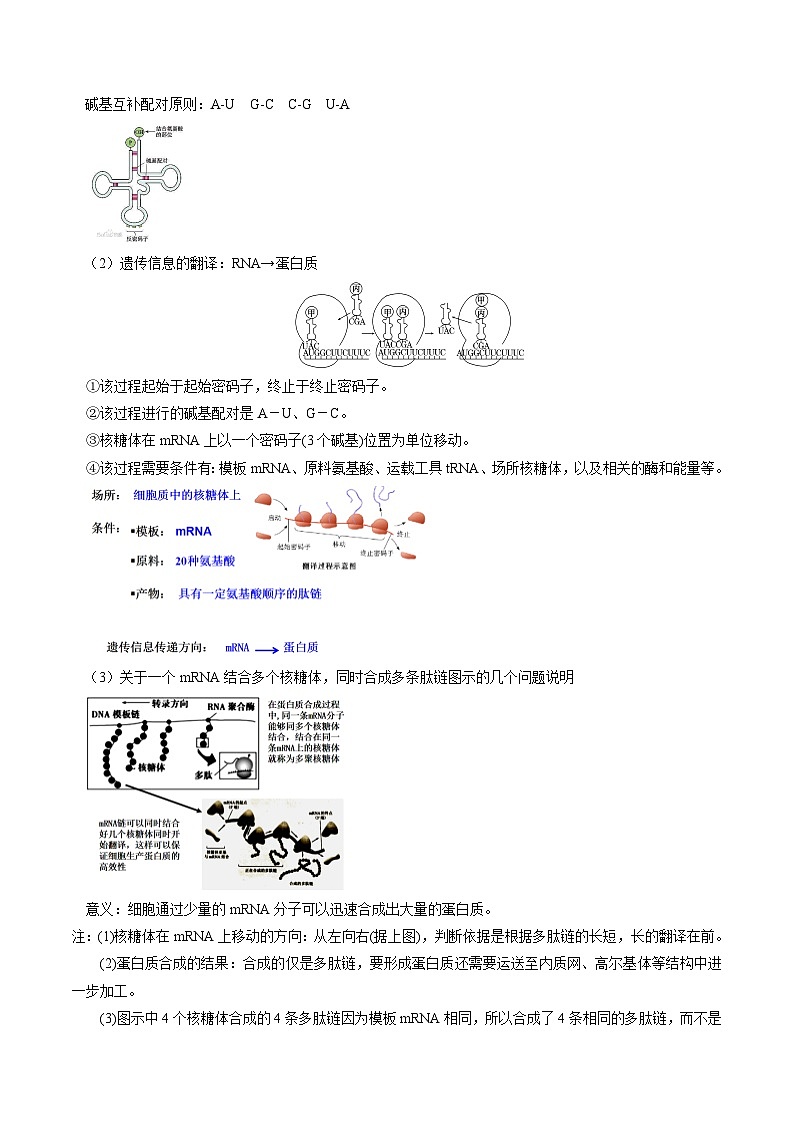 【同步讲义】高中生物（人教版2019）必修第二册--4.1《基因指导蛋白质的合成》讲义03