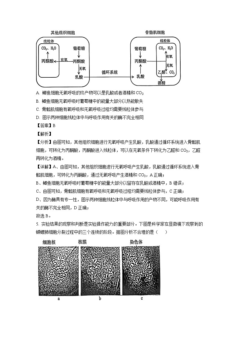 2023届广东省深圳市高三第一次调研考试生物试题03