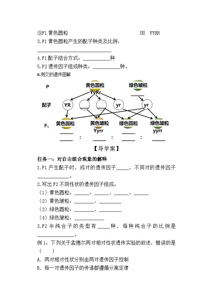 高中生物学人教版（2019）必修二  1.2孟德尔的豌豆杂交实验（二）第1课时 学案 （无答案）02