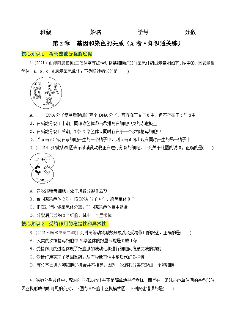 第2章  基因和染色体的关系（A卷·知识通关练）（学生版）第1页