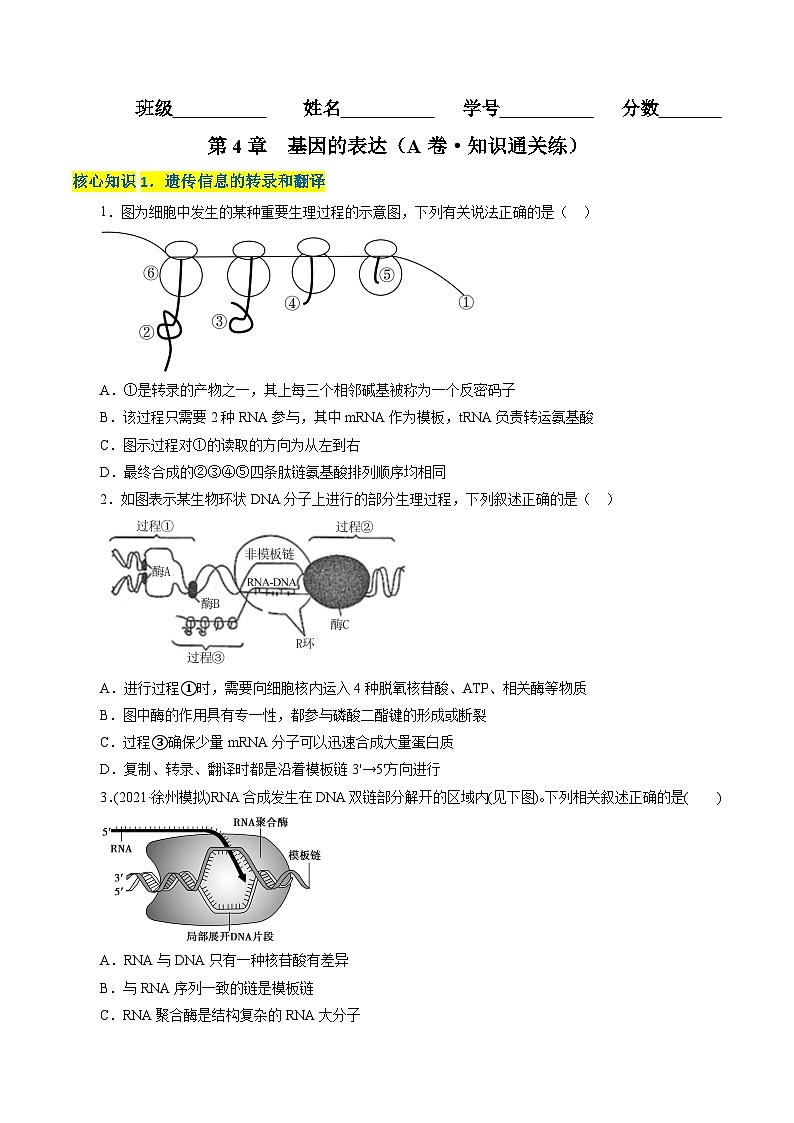 高一生物分层训练AB卷（人教版2019必修2）第4章  基因的表达（A卷·知识通关练）01
