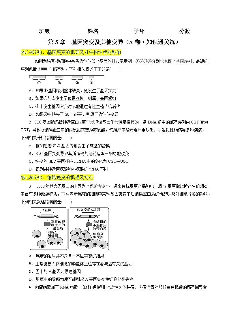 高一生物分层训练AB卷（人教版2019必修2）第5章  基因突变及其他变异（A卷·知识通关练）01