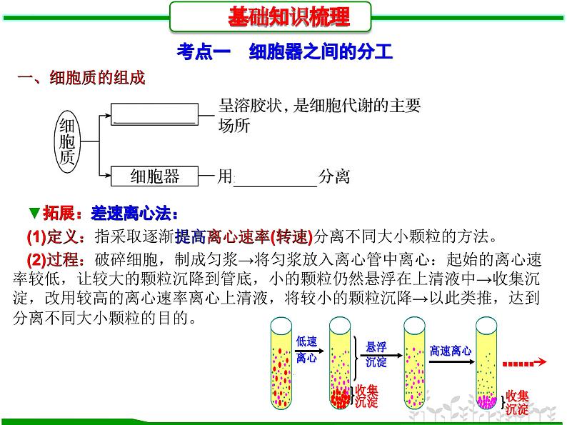 第5讲 细胞器之间的分工和协调配合（课件精讲）-【一轮精讲】备战2024年高考生物一轮复习课件精讲和题型归纳第3页