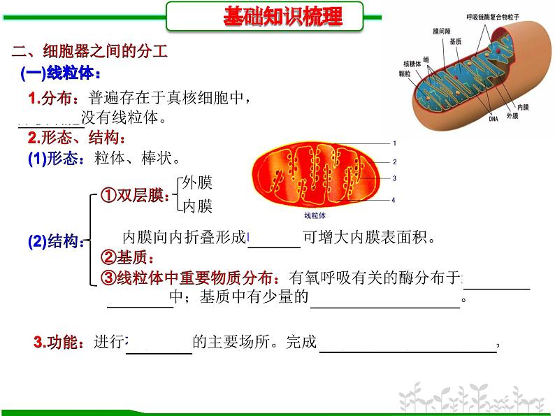 第5讲 细胞器之间的分工和协调配合（课件精讲）-【一轮精讲】备战2024年高考生物一轮复习课件精讲和题型归纳第4页