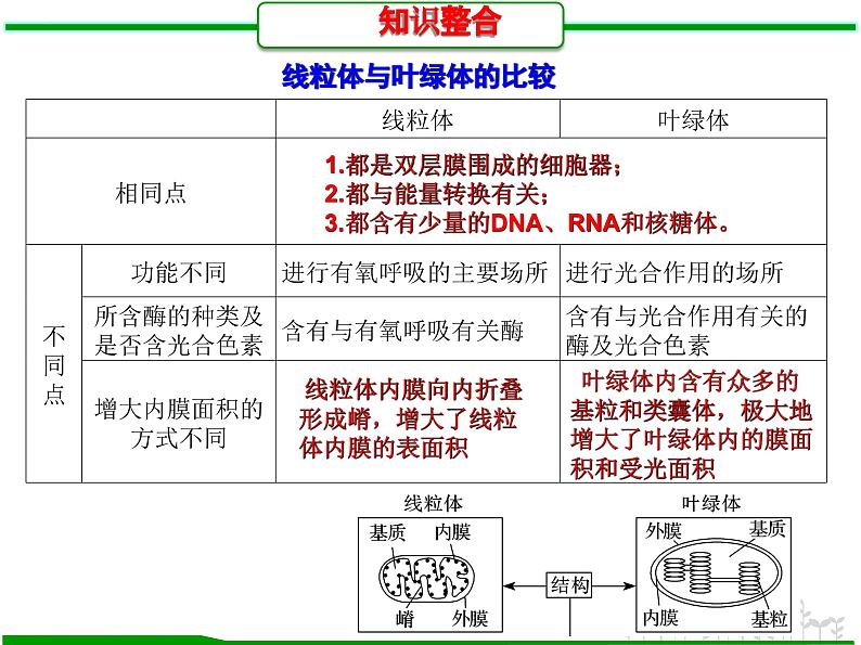 第5讲 细胞器之间的分工和协调配合（课件精讲）-【一轮精讲】备战2024年高考生物一轮复习课件精讲和题型归纳第6页