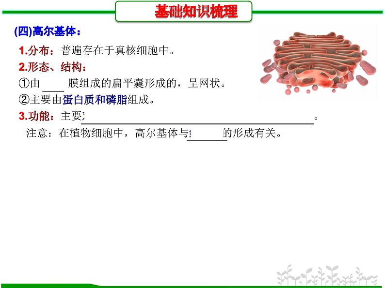 第5讲 细胞器之间的分工和协调配合（课件精讲）-【一轮精讲】备战2024年高考生物一轮复习课件精讲和题型归纳第8页