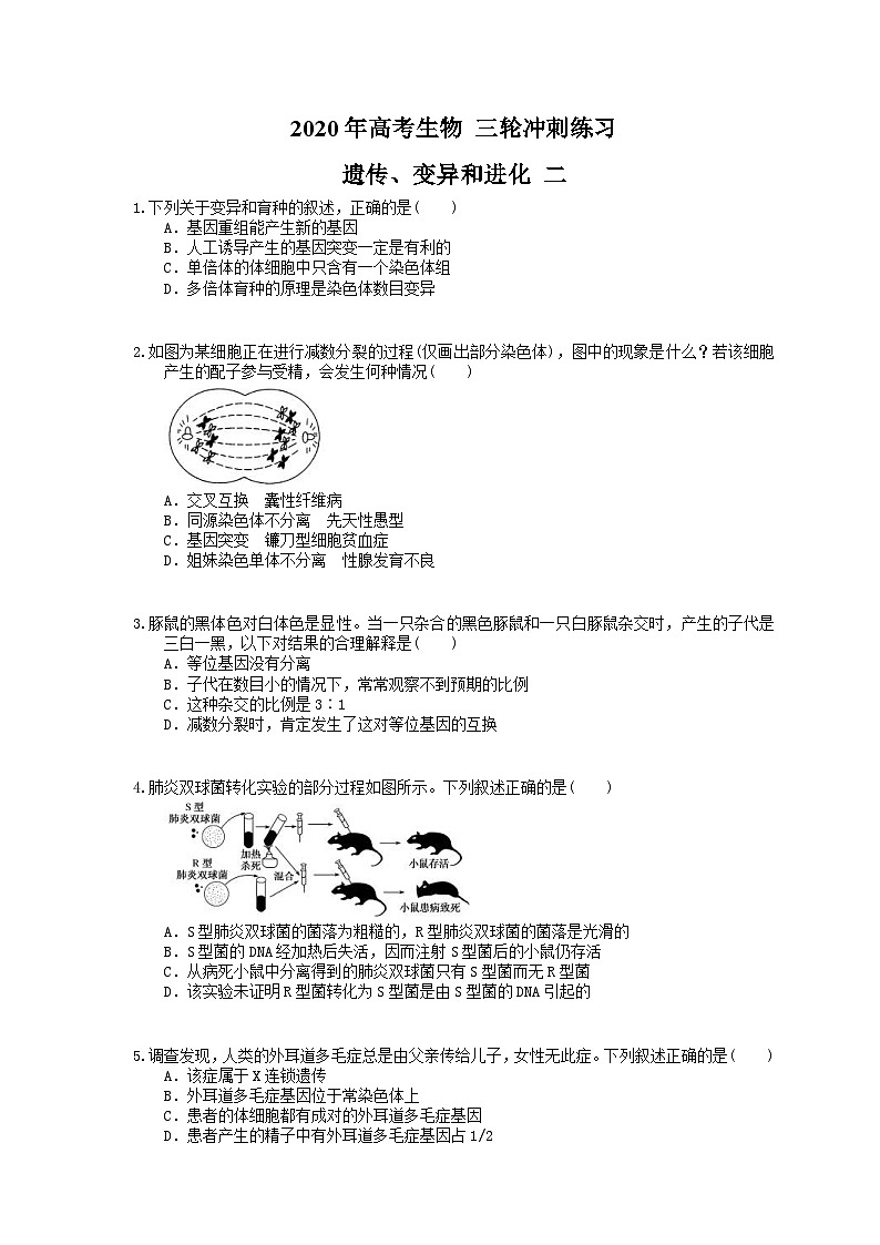 高考生物 三轮冲刺练习 遗传、变异和进化 二(20题含答案解析)01