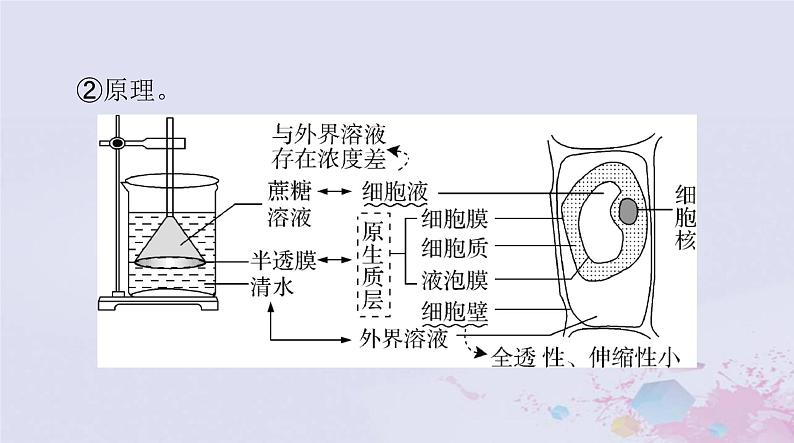 2024届高考生物一轮总复习必修1第4章细胞的物质输入和输出课件第5页