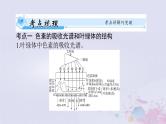 2024届高考生物一轮总复习必修1第5章细胞的能量供应和利用第4节光合作用与能量转化课件