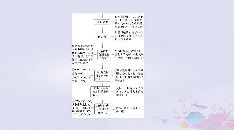 2024届高考生物一轮总复习必修1第5章细胞的能量供应和利用第4节光合作用与能量转化课件07