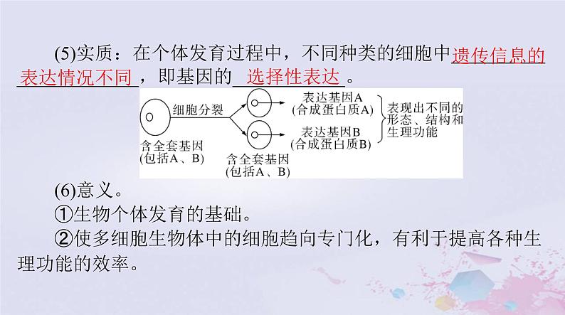 2024届高考生物一轮总复习必修1第6章细胞的生命历程第23节细胞的分化细胞的衰老和死亡课件第4页