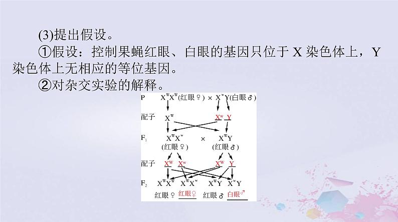 2024届高考生物一轮总复习必修2第2章基因和染色体的关系第23节基因在染色体上伴性遗传课件第6页