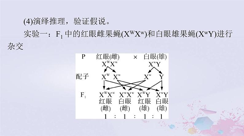 2024届高考生物一轮总复习必修2第2章基因和染色体的关系第23节基因在染色体上伴性遗传课件第7页