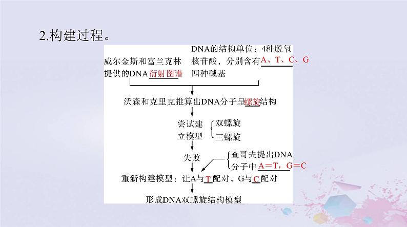 2024届高考生物一轮总复习必修2第3章基因的本质第234节DNA的结构DNA的复制及基因通常是有遗传效应的DNA片段课件第3页