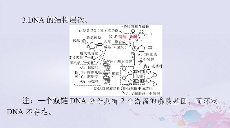 2024届高考生物一轮总复习必修2第3章基因的本质第234节DNA的结构DNA的复制及基因通常是有遗传效应的DNA片段课件第4页