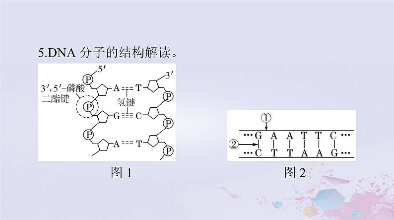 2024届高考生物一轮总复习必修2第3章基因的本质第234节DNA的结构DNA的复制及基因通常是有遗传效应的DNA片段课件第7页