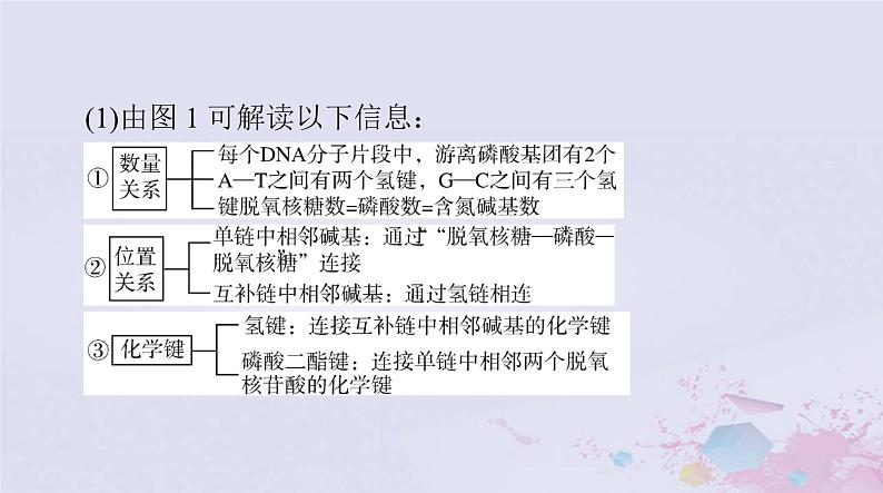 2024届高考生物一轮总复习必修2第3章基因的本质第234节DNA的结构DNA的复制及基因通常是有遗传效应的DNA片段课件第8页