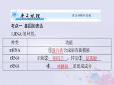 2024届高考生物一轮总复习必修2第4章基因的表达课件