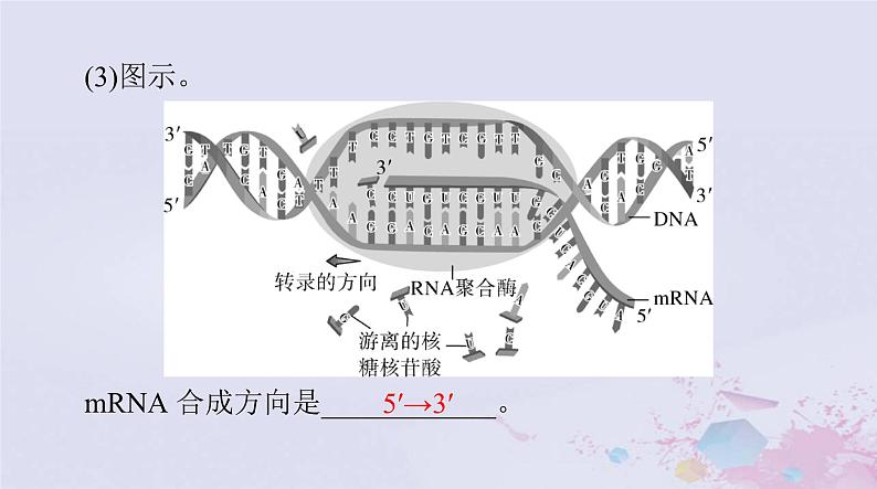 2024届高考生物一轮总复习必修2第4章基因的表达课件第7页