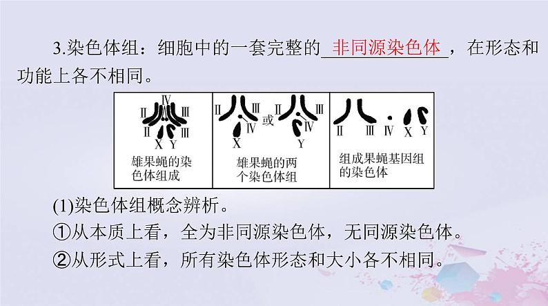 2024届高考生物一轮总复习必修2第5章基因突变及其他变异第2节染色体变异课件第3页