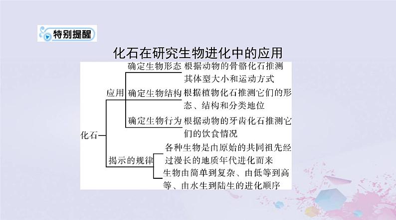 2024届高考生物一轮总复习必修2第6章生物的进化课件第5页