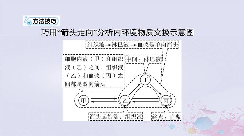 2024届高考生物一轮总复习选择性必修1第1章人体的内环境与稳态课件第5页