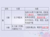 2024届高考生物一轮总复习选择性必修1第2章神经调节第12节神经调节的结构基础神经调节的基本方式课件