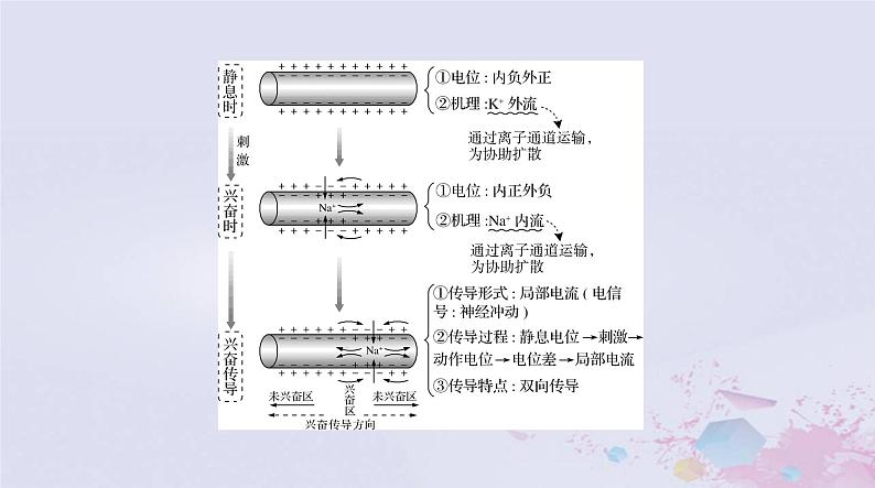 2024届高考生物一轮总复习选择性必修1第2章神经调节第345节神经冲动的产生和传导神经系统的分级调节人脑的高级功能课件第3页