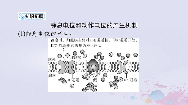 2024届高考生物一轮总复习选择性必修1第2章神经调节第345节神经冲动的产生和传导神经系统的分级调节人脑的高级功能课件第4页