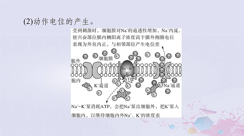 2024届高考生物一轮总复习选择性必修1第2章神经调节第345节神经冲动的产生和传导神经系统的分级调节人脑的高级功能课件第5页