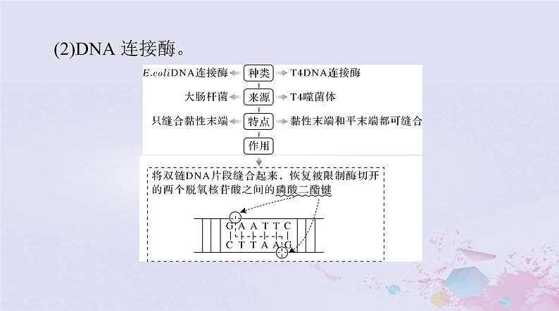 2024届高考生物一轮总复习选择性必修3第34章基因工程生物技术的安全性和伦理问题课件07