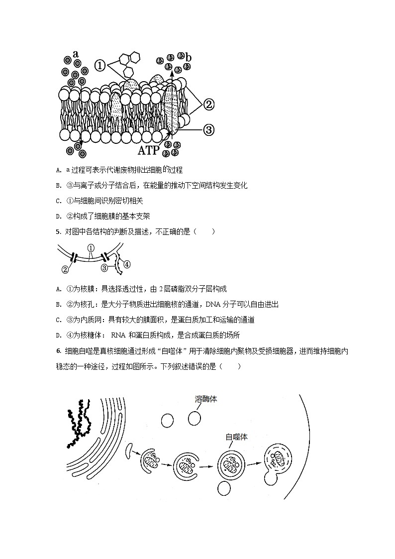 2022莒县一中高二上学期开学考试生物试题含解析02