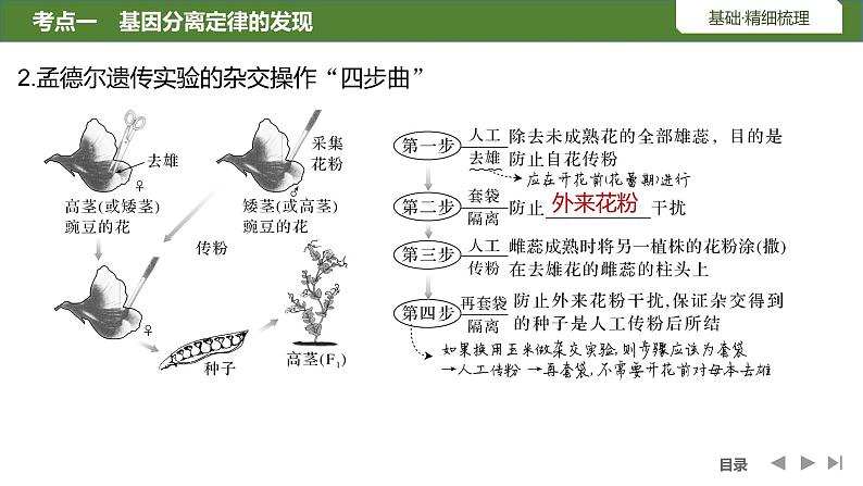 2024年高考生物大一轮必修2复习课件：第15讲　基因的分离定律第6页