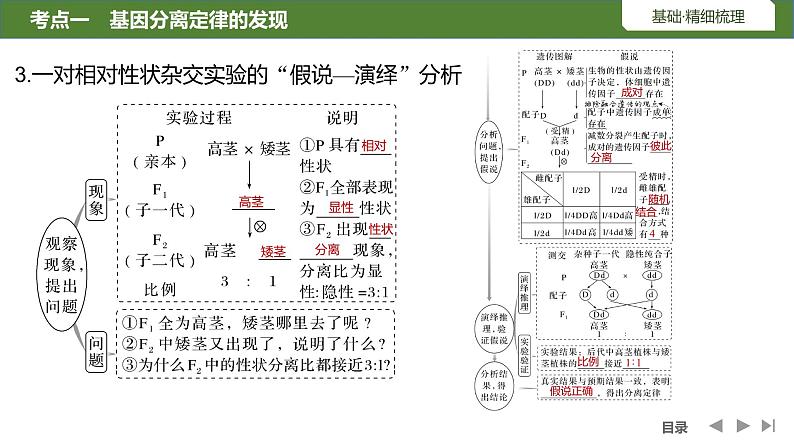 2024年高考生物大一轮必修2复习课件：第15讲　基因的分离定律第7页