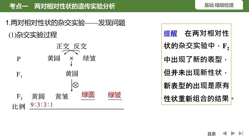 2024年高考生物大一轮必修2复习课件：第17讲　基因的自由组合定律第5页