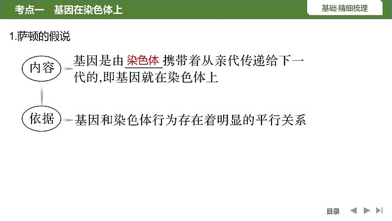 2024年高考生物大一轮必修2复习课件：第19讲　基因在染色体上、伴性遗传第5页