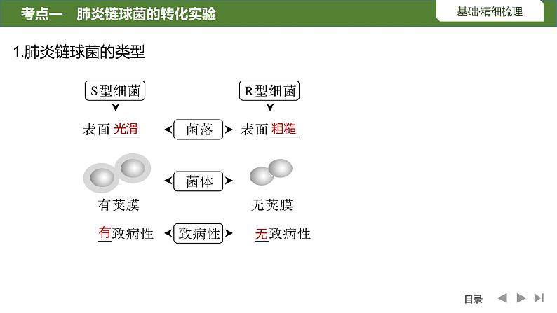 2024年高考生物大一轮必修2复习课件：第22讲　DNA是主要的遗传物质05