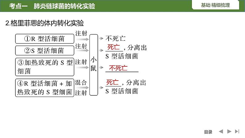 2024年高考生物大一轮必修2复习课件：第22讲　DNA是主要的遗传物质06