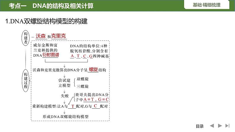 2024年高考生物大一轮必修2复习课件：第23讲　DNA的结构、复制及基因的本质第5页