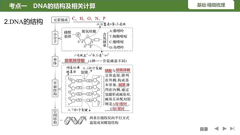 2024年高考生物大一轮必修2复习课件：第23讲　DNA的结构、复制及基因的本质第6页